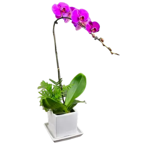 1 Pink Orchid Potted Plant Bonzai 