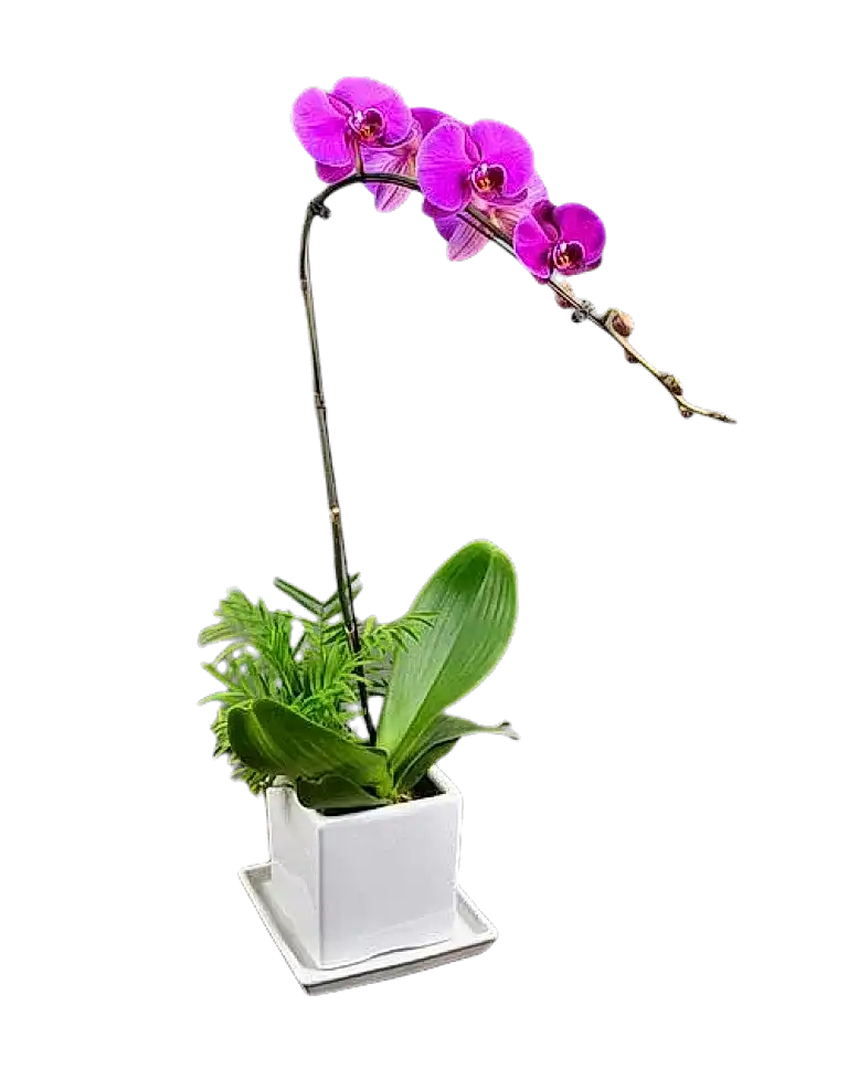 1 Pink Orchid Potted Plant Bonzai a