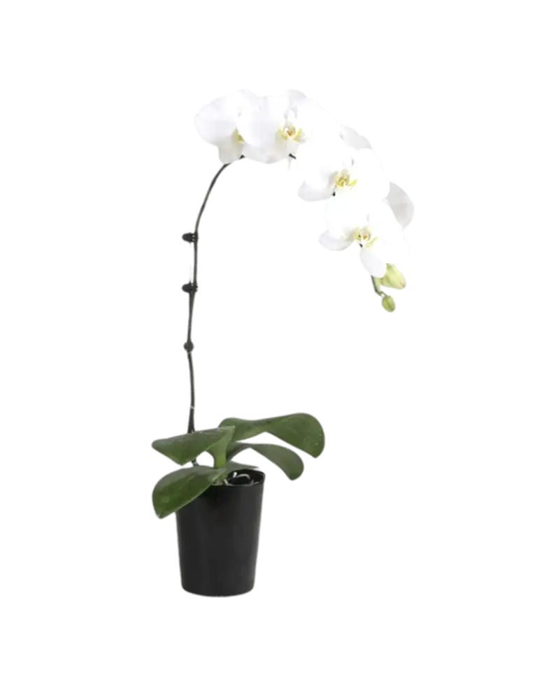 1 White Orchid Potted Plant Bonzai a