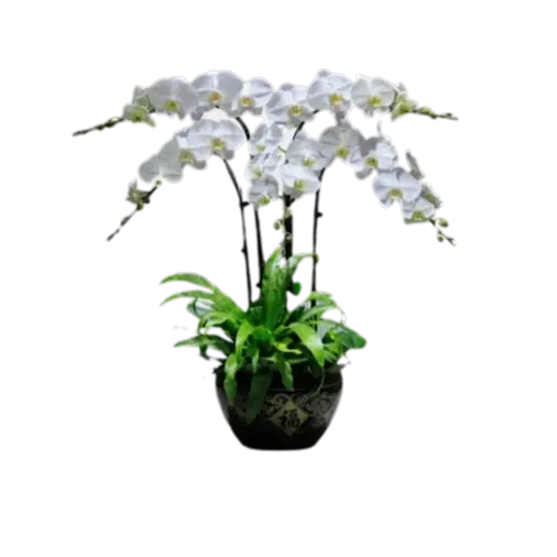 4 White Orchid Potted Plant Bonzai 