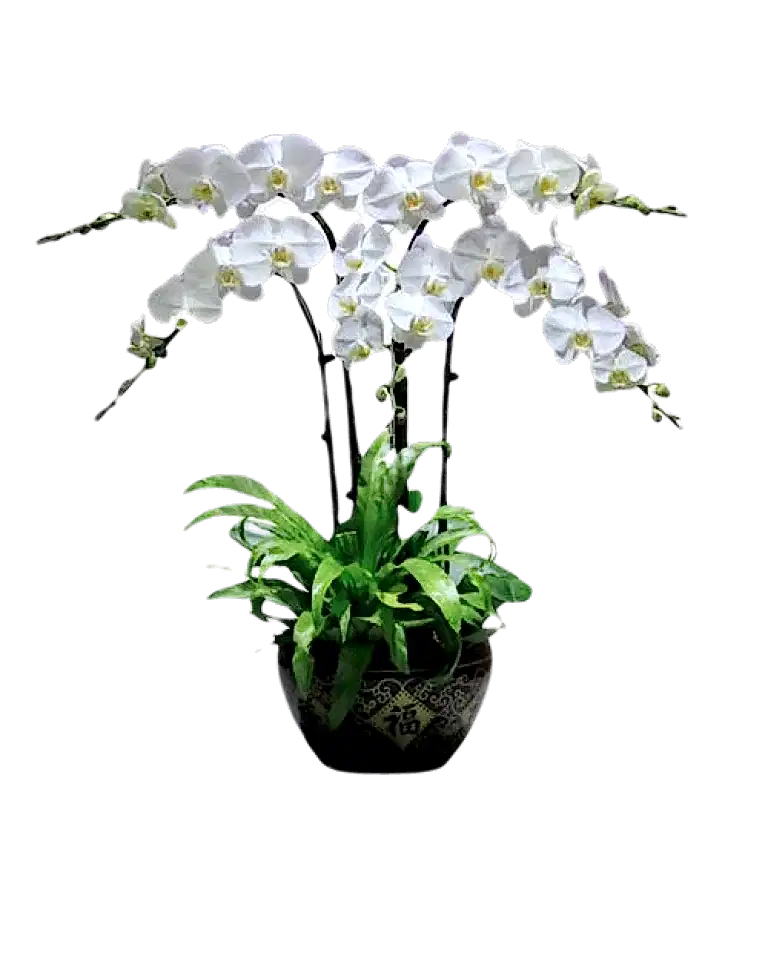 4 White Orchid Potted Plant Bonzai a