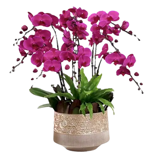 6 Pink Orchid Potted Plant Bonzai 