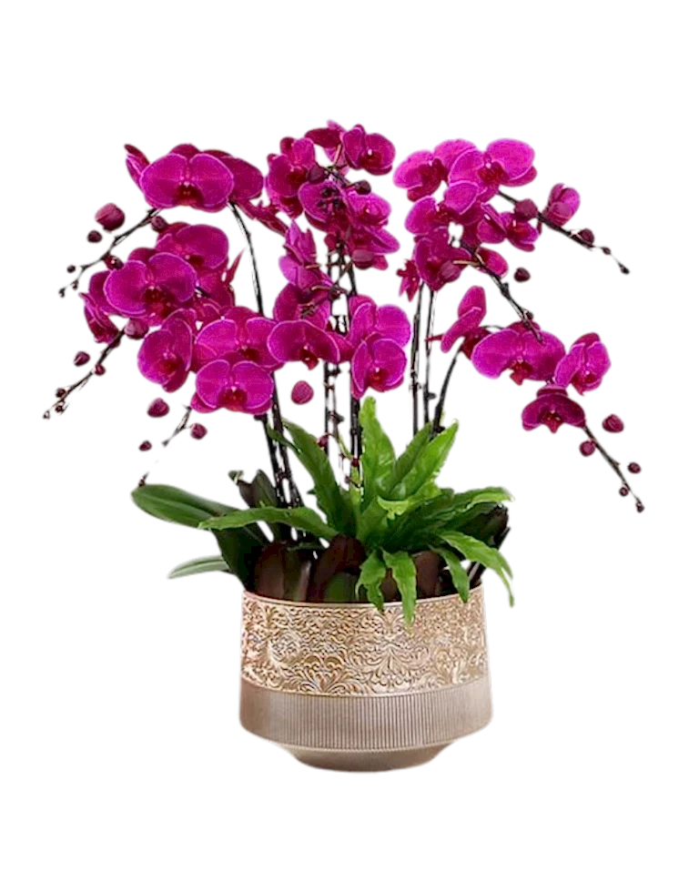 6 Pink Orchid Potted Plant Bonzai a